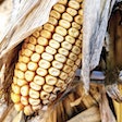 Though corn is prone to mycotoxin contamination, other pet food ingredients can be susceptible, too. l (Andrea Gantz | WATT Global Media)