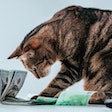 Pfi tabby Cat Money Dollars Business